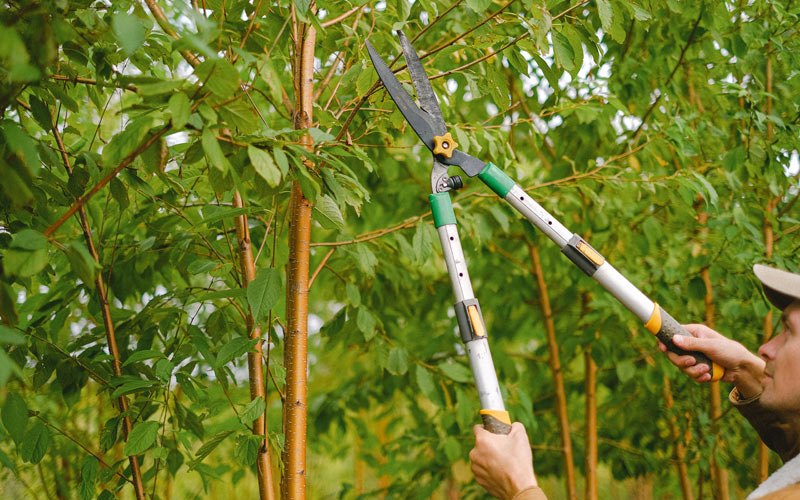 Tree trimming in Meridale, NY